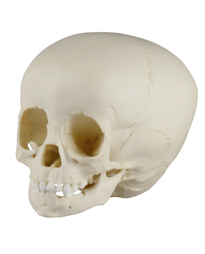 Cranio di bambino di 1 anno e mezzo Erler Zimmer 4775