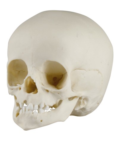 Cranio di bambino di 14 mesi Erler Zimmer 4777 Cranio di bambino di 14 mesi Erler Zimmer 4777