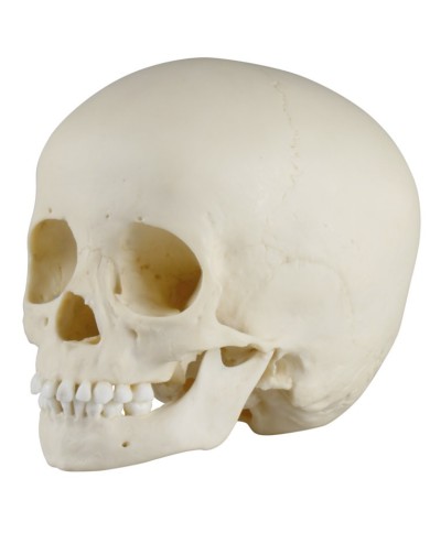 Cranio di bambino di 3 anni Erler Zimmer 4776 Cranio di bambino di 3 anni Erler Zimmer 4776