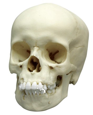 Cranio di bambino di 9 anni Erler Zimmer 4779 Cranio di bambino di 9 anni Erler Zimmer 4779