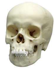 Cranio di bambino di 9 anni Erler Zimmer 4779