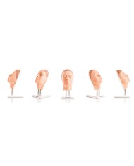 Simulatore per iniezioni facciali Modello A Erler Zimmer 8100