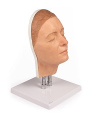Simulatore per iniezioni facciali Modello A Erler Zimmer 8100