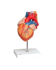 3B Scientific, modello di cuore con bypass, ingrandito 2 volte, scomponibile in 4 parti, G06