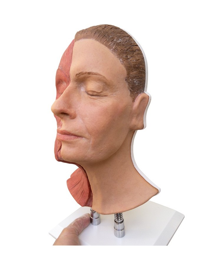 Simulatore per iniezioni facciali con muscolatura Erler Zimmer 8200