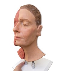 Simulatore per iniezioni facciali con muscolatura Erler Zimmer 8200