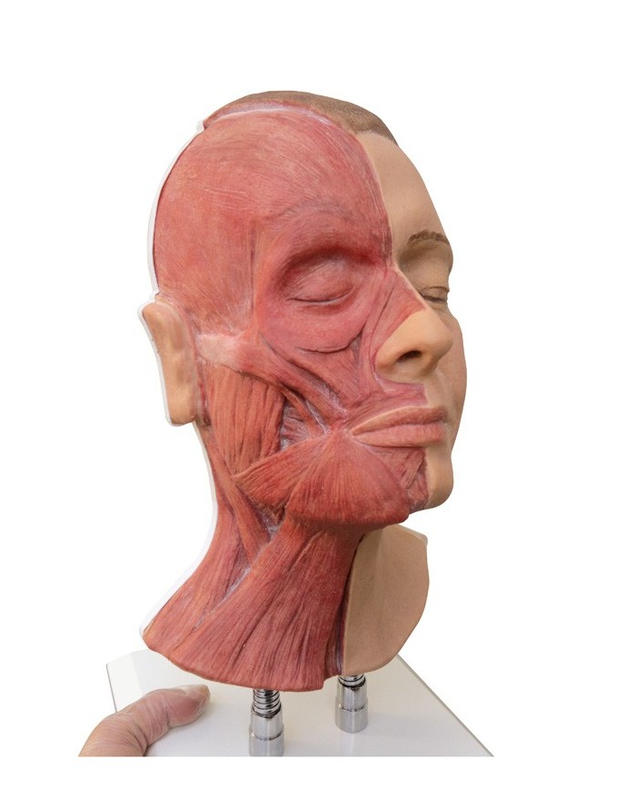 Simulatore per iniezioni facciali con muscolatura Erler Zimmer 8200
