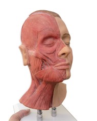 Simulatore per iniezioni facciali con muscolatura Erler Zimmer 8200