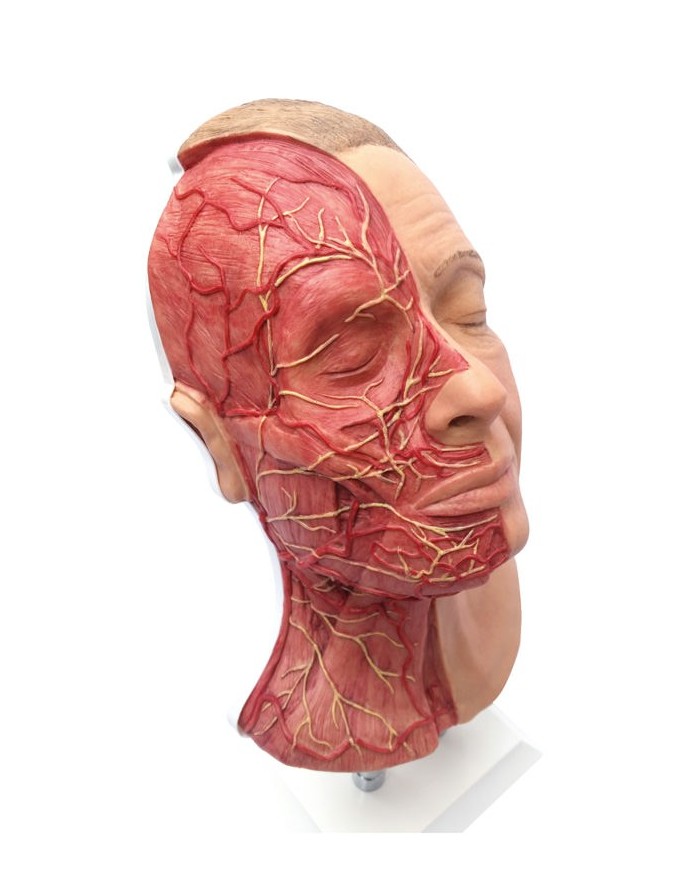 Simulatore per iniezioni facciali con muscolatura arterie e nervi Erler Zi