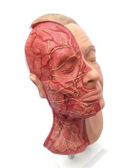 Simulatore per iniezioni facciali con muscolatura arterie e nervi Erler Zi