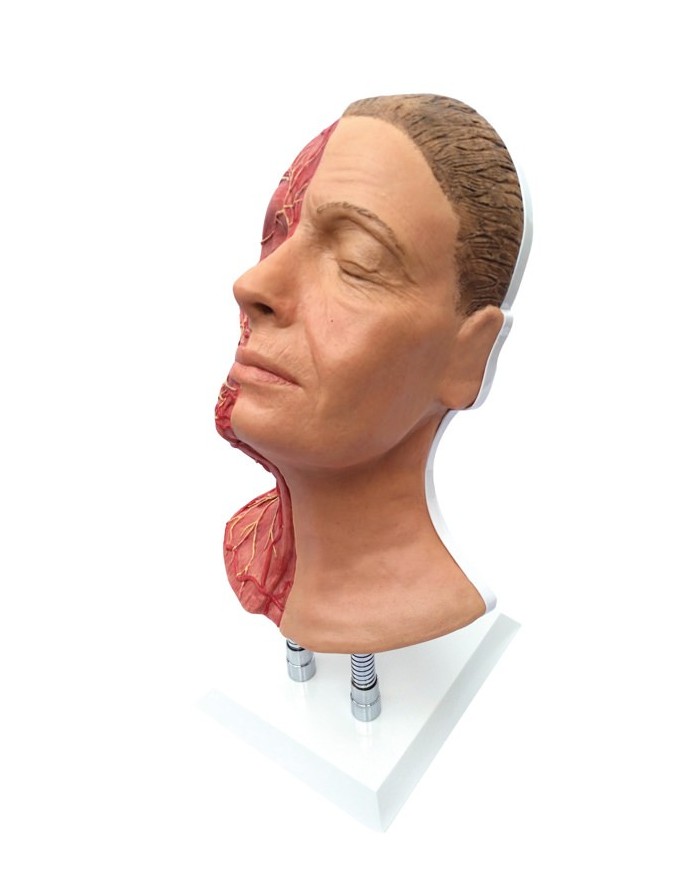 Simulatore per iniezioni facciali con muscolatura arterie e nervi Erler Zi