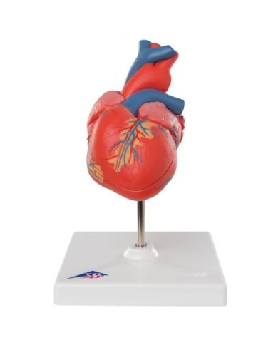 3B Scientific, cuore, modello classico, scomponibile in 2 parti G08 3B Scientific, cuore, modello classico, scomponibile in 2 parti G08