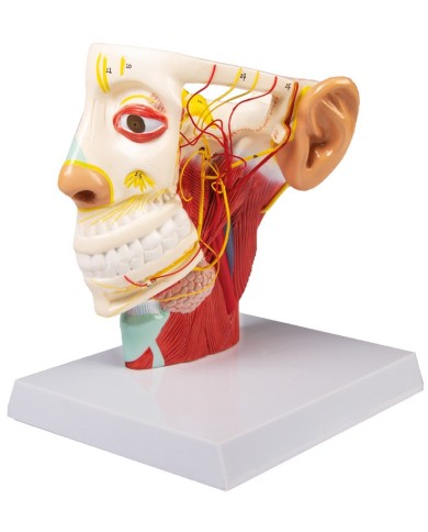 Modello anatomico di nervi della testa Erler Zimmer C131 Modello anatomico di nervi della testa Erler Zimmer C131