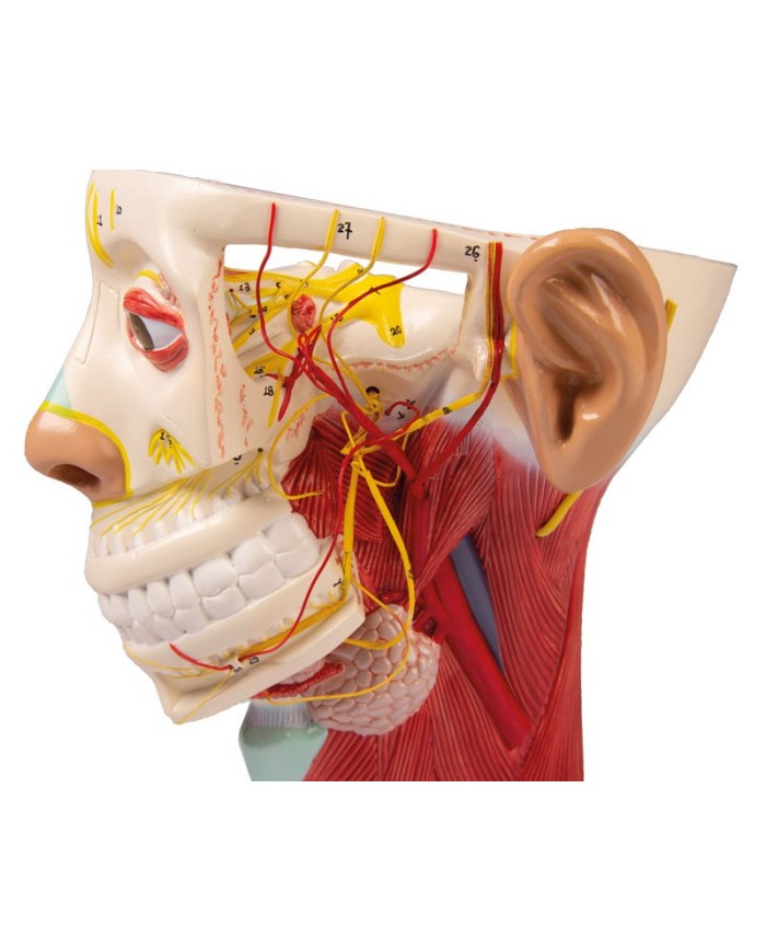 Modello anatomico di nervi della testa Erler Zimmer C131