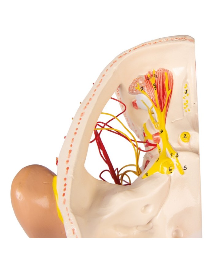 Modello anatomico di nervi della testa Erler Zimmer C131