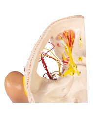 Modello anatomico di nervi della testa Erler Zimmer C131