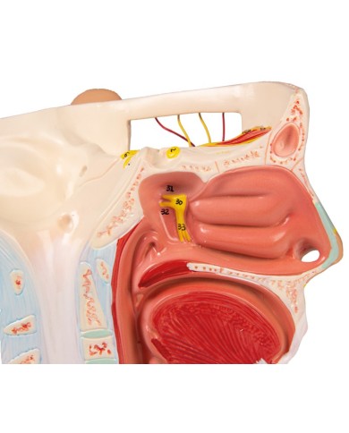 Modello anatomico di nervi della testa Erler Zimmer C131 Modello anatomico di nervi della testa Erler Zimmer C131