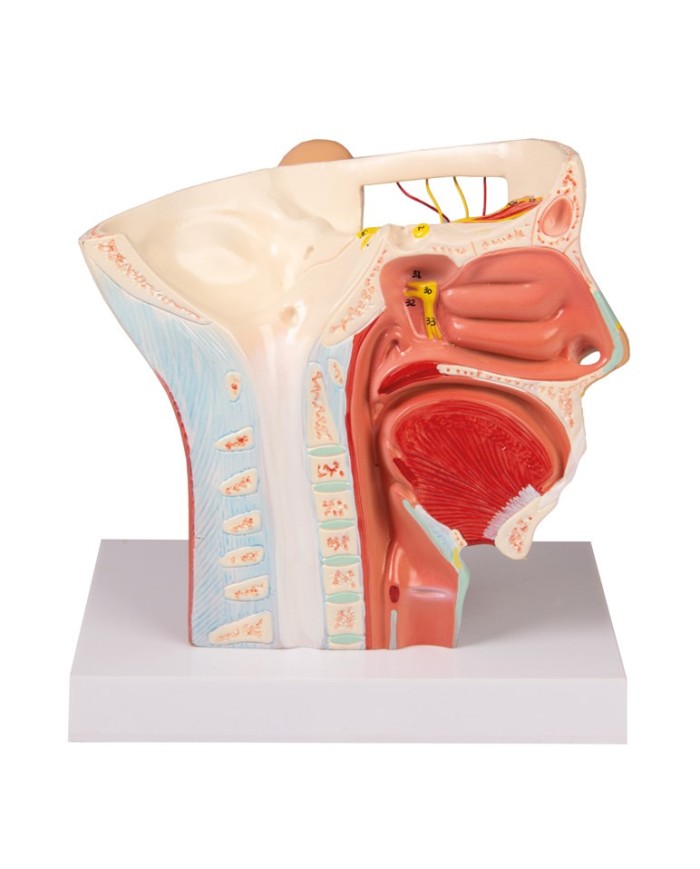 Modello anatomico di nervi della testa Erler Zimmer C131