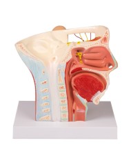 Modello anatomico di nervi della testa Erler Zimmer C131