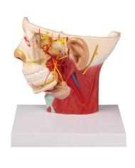 Modello anatomico di nervi della testa Erler Zimmer C131