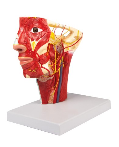 Modello anatomico di arterie della testa Erler Zimmer C130 Modello anatomico di arterie della testa Erler Zimmer C130