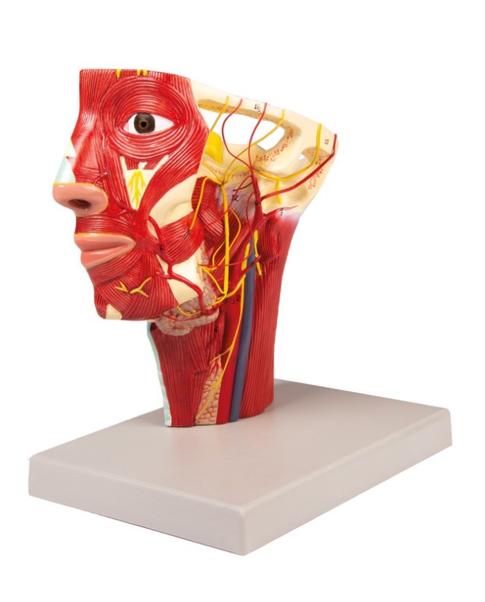 Modello anatomico di arterie della testa Erler Zimmer C130