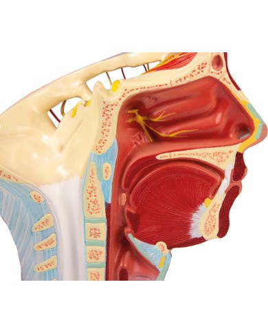 Modello anatomico di arterie della testa Erler Zimmer C130 Modello anatomico di arterie della testa Erler Zimmer C130