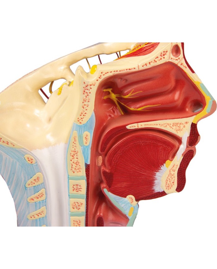 Modello anatomico di arterie della testa Erler Zimmer C130