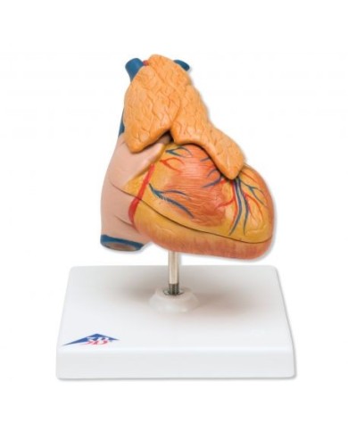 3B Scientific, cuore, modello classico, con timo, scomponibile in 3 parti, G08/1 3B Scientific, cuore, modello classico, con timo, scomponibile in 3 parti, G08/1