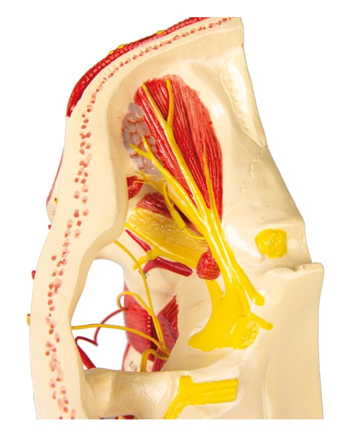 Modello anatomico di arterie della testa Erler Zimmer C130