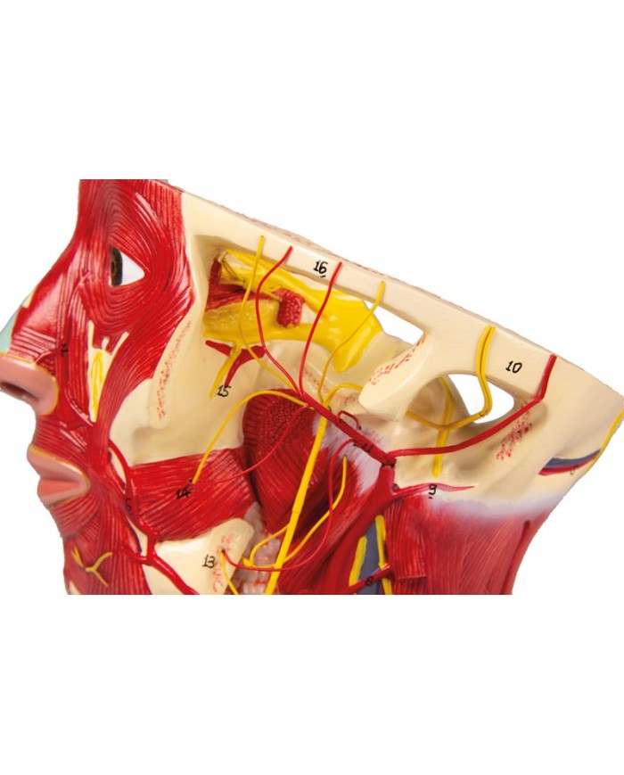 Modello anatomico di arterie della testa Erler Zimmer C130