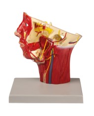 Modello anatomico di arterie della testa Erler Zimmer C130