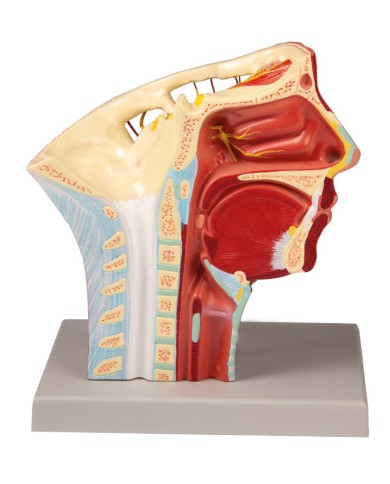 Modello anatomico di arterie della testa Erler Zimmer C130 Modello anatomico di arterie della testa Erler Zimmer C130