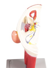 Modello anatomico di vene della testa Erler Zimmer C132