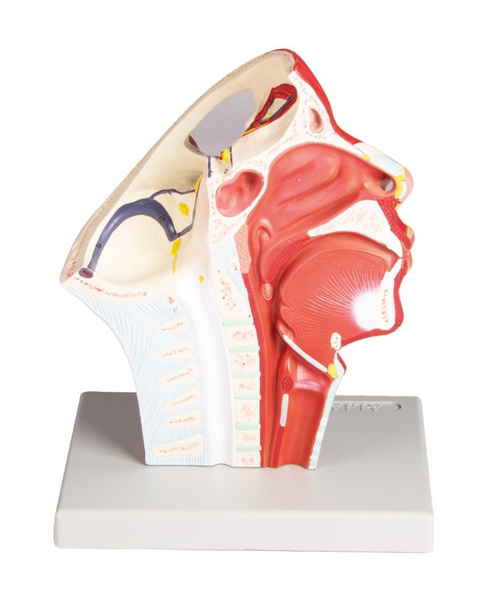 Modello anatomico di vene della testa Erler Zimmer C132