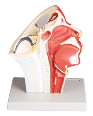 Modello anatomico di vene della testa Erler Zimmer C132