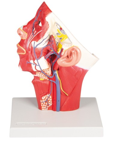 Modello anatomico di vene della testa Erler Zimmer C132 Modello anatomico di vene della testa Erler Zimmer C132