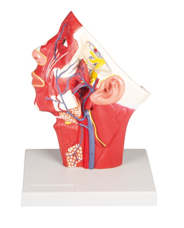 Modello anatomico di vene della testa Erler Zimmer C132