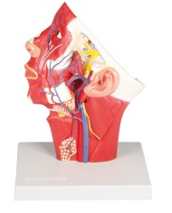 Modello anatomico di vene della testa Erler Zimmer C132