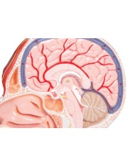 Met della testa in sezione sagittale a dimensione naturale Erler Zimmer C