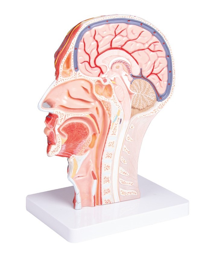 Met della testa in sezione sagittale a dimensione naturale Erler Zimmer C