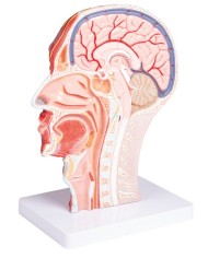 Met della testa in sezione sagittale a dimensione naturale Erler Zimmer C