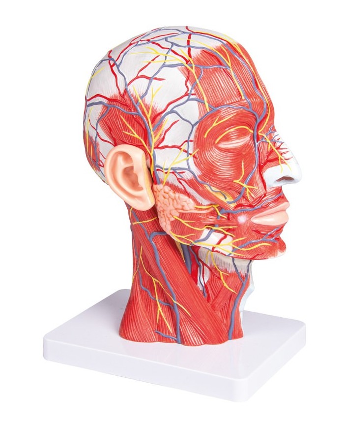 Met della testa in sezione sagittale a dimensione naturale Erler Zimmer C