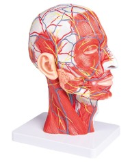 Met della testa in sezione sagittale a dimensione naturale Erler Zimmer C