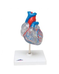 3B Scientific, cuore, modello classico, con sistema di conduzione, scomponibile in 2 parti G08/3