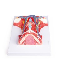 Anatomia del collo umano Erler Zimmer C329