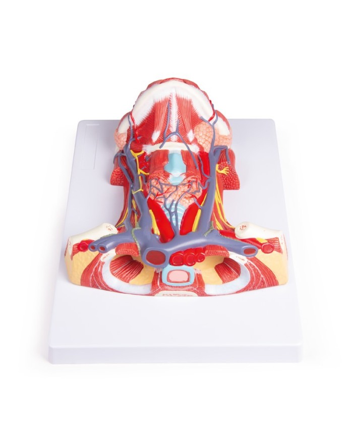 Anatomia del collo umano Erler Zimmer C329