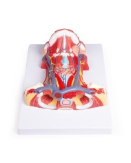 Anatomia del collo umano Erler Zimmer C329