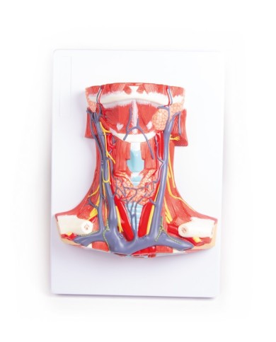 Anatomia del collo umano Erler Zimmer C329 Anatomia del collo umano Erler Zimmer C329