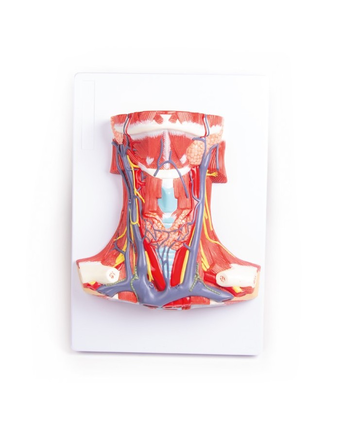 Anatomia del collo umano Erler Zimmer C329